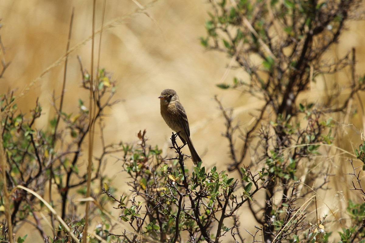 Buff-breasted Flycatcher - ML637554935