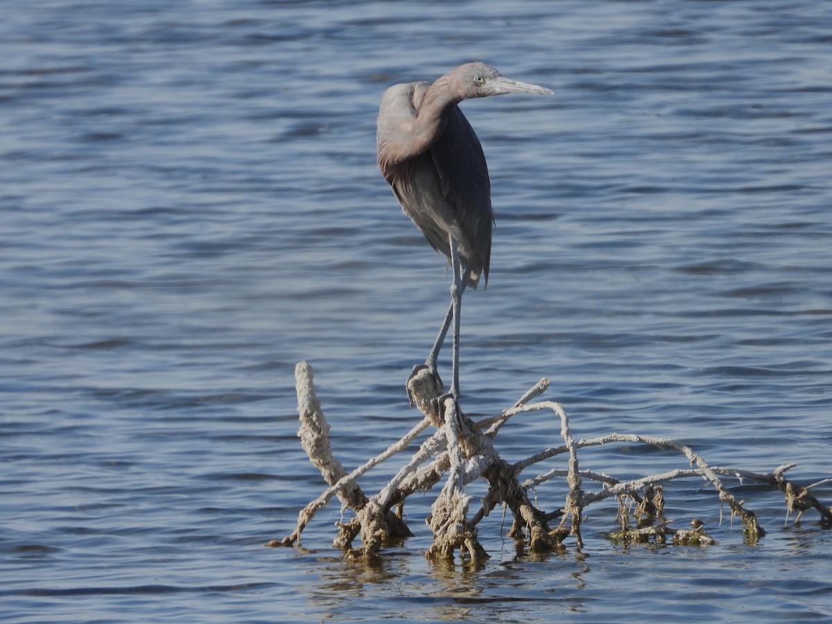 Reddish Egret - ML637554950