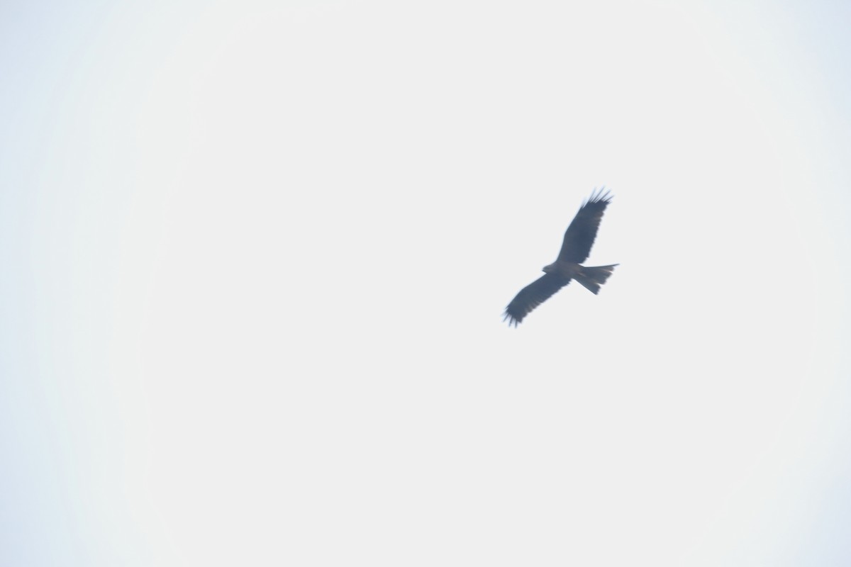 Black Kite (Black) - ML637555034
