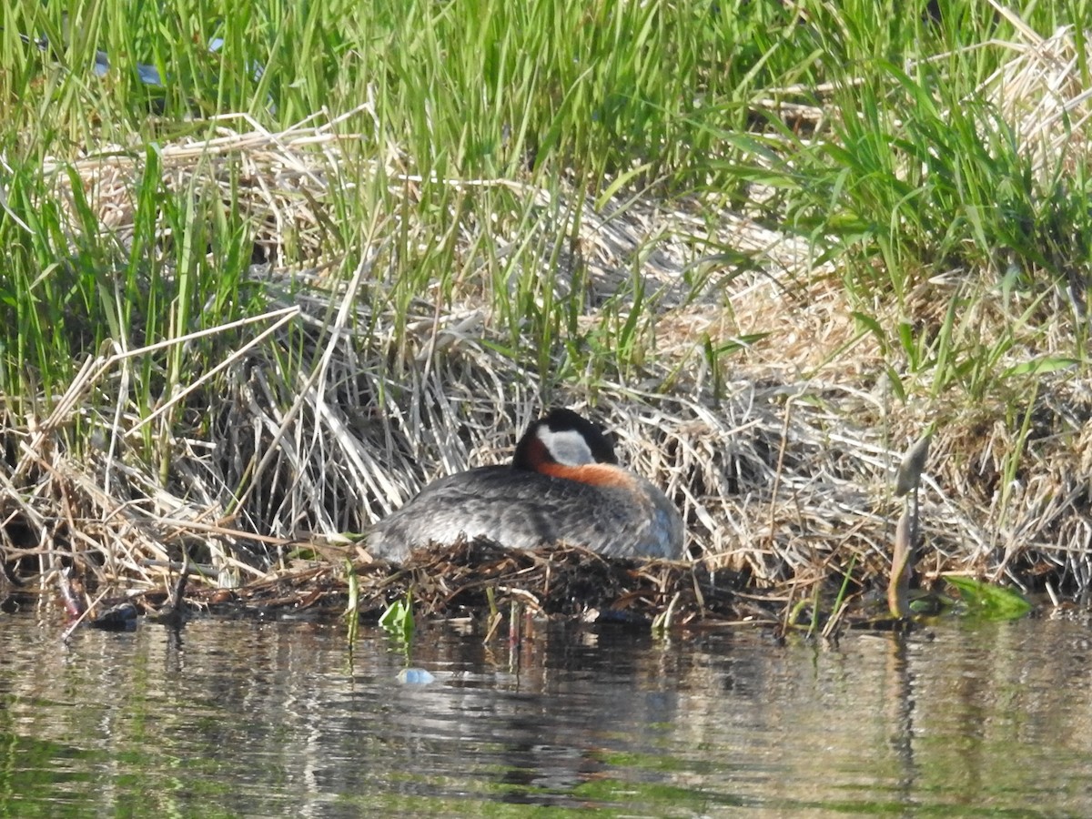 Red-necked Grebe - ML637555040