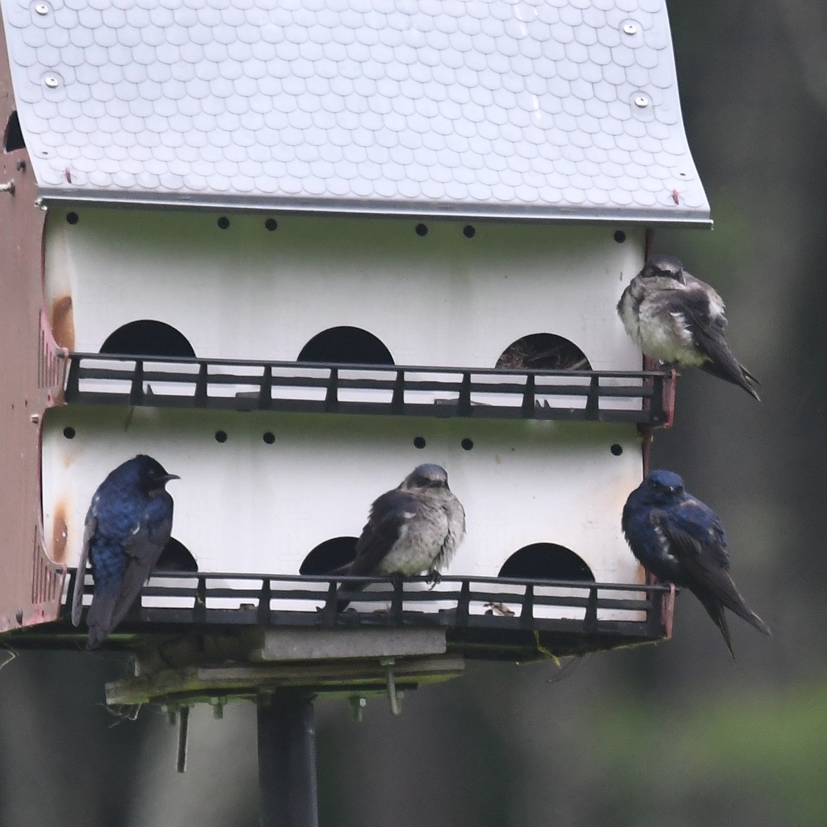 Purple Martin - ML637555053