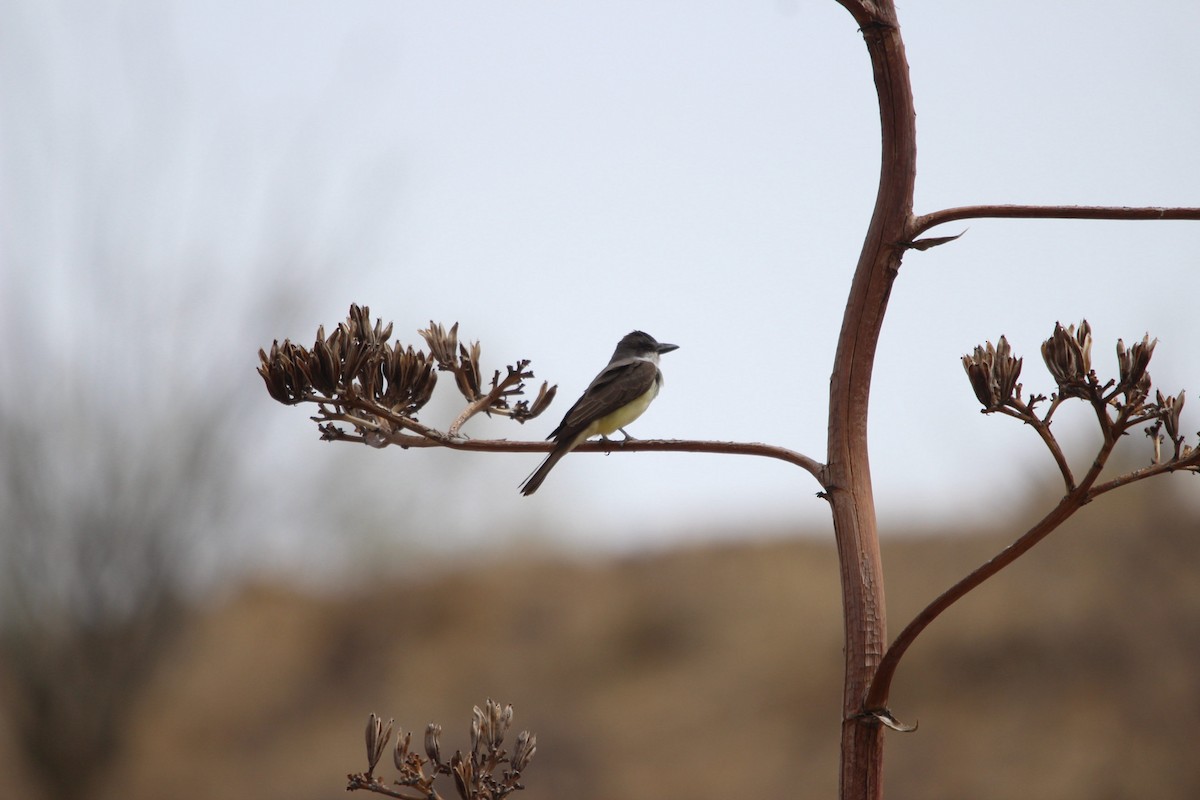 Thick-billed Kingbird - ML637555055