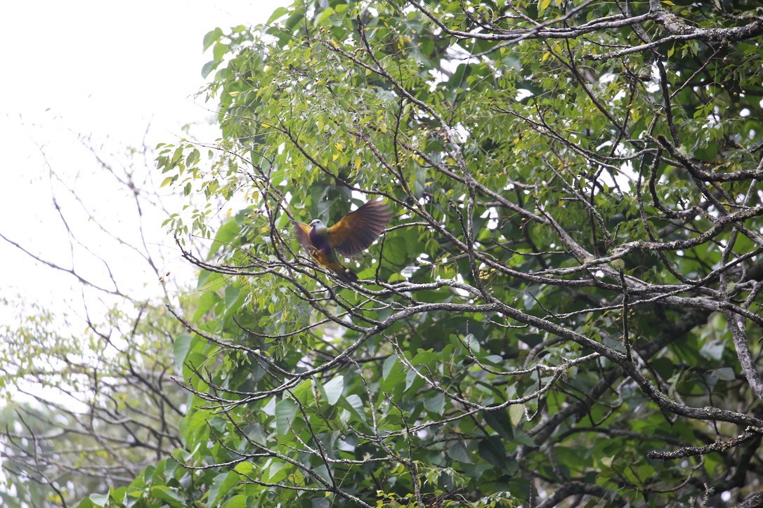 Wompoo Fruit-Dove - ML637555061