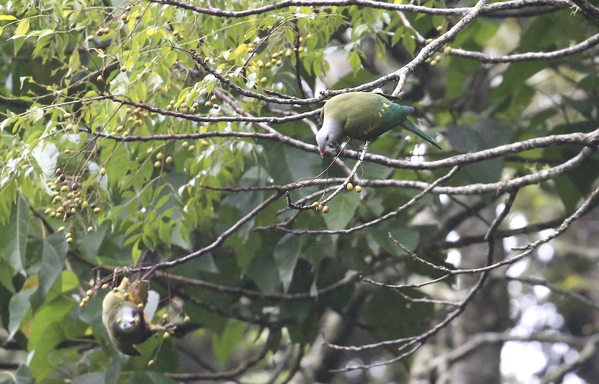 Wompoo Fruit-Dove - ML637555063