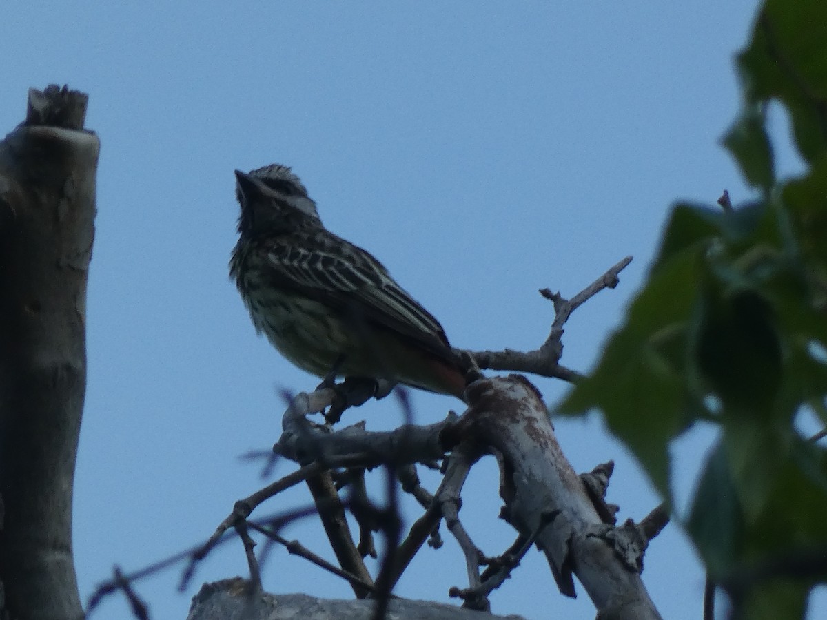 Sulphur-bellied Flycatcher - ML637555127