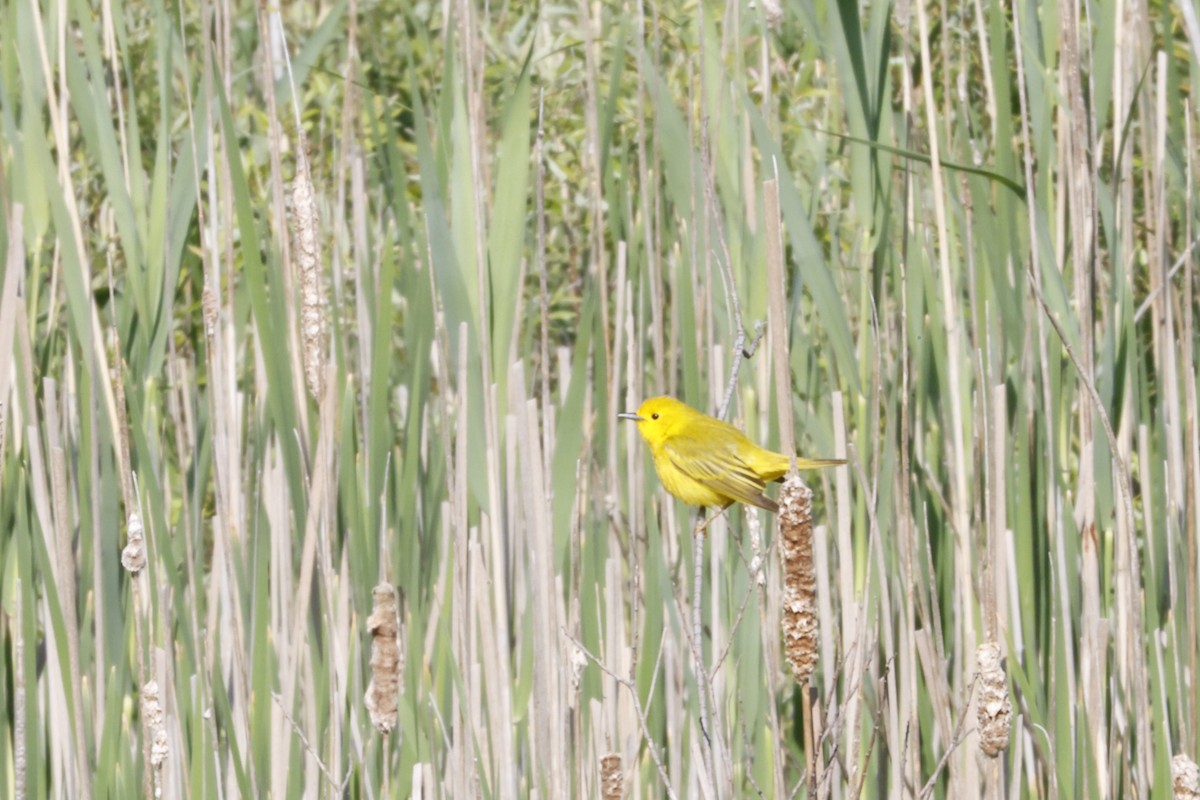 Yellow Warbler - ML637555143