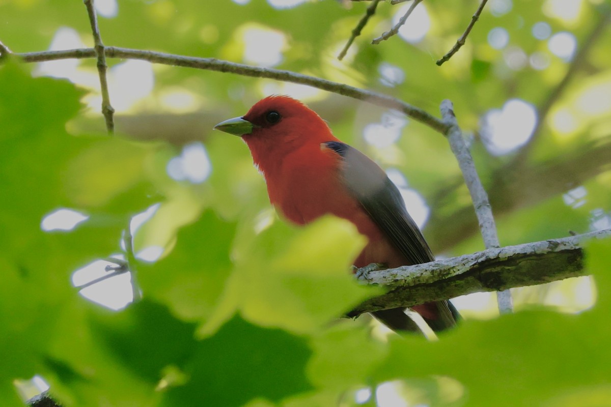 Scarlet Tanager - ML637555147