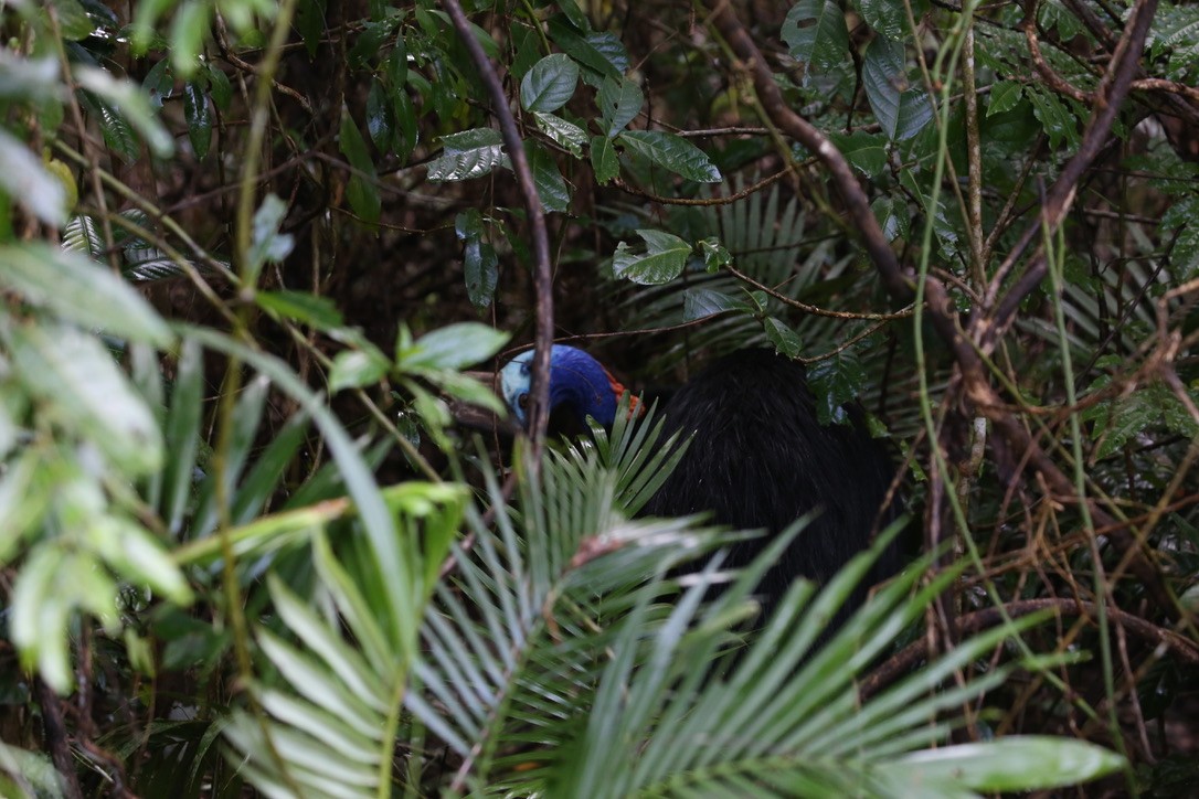 Southern Cassowary - ML637555236