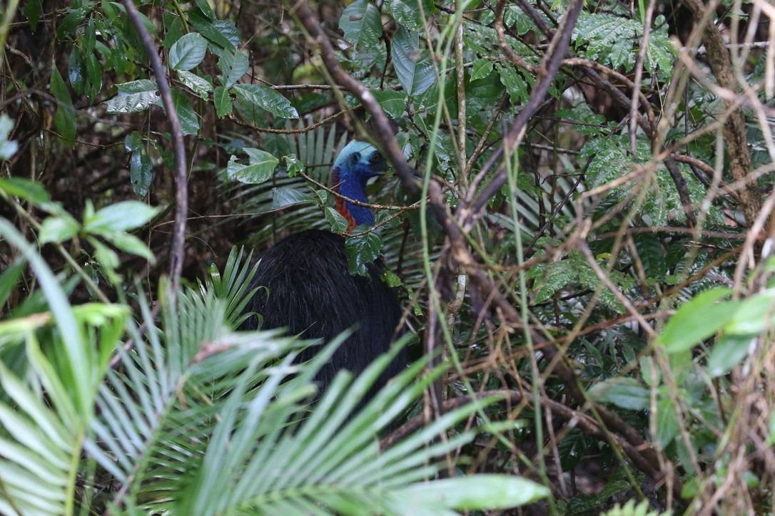 Southern Cassowary - ML637555242