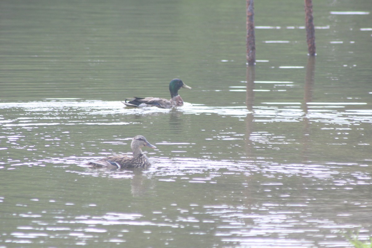 Mallard - ML637555282