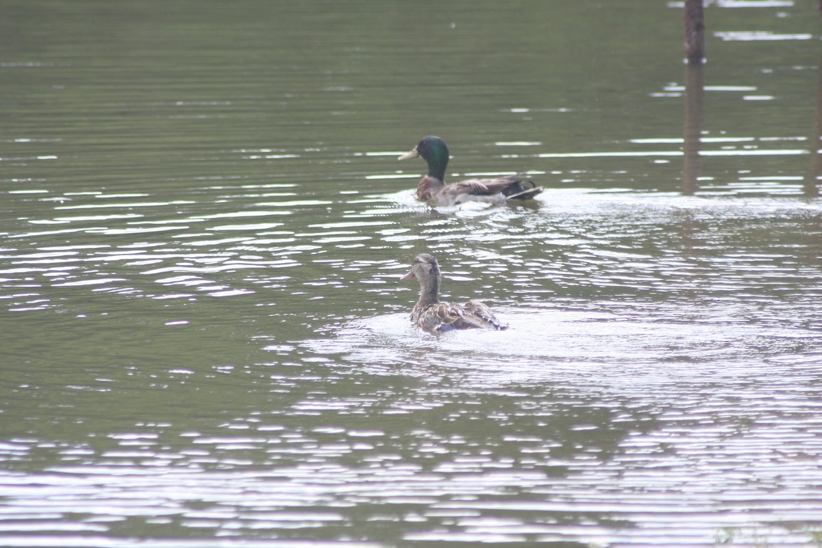 Mallard - ML637555283