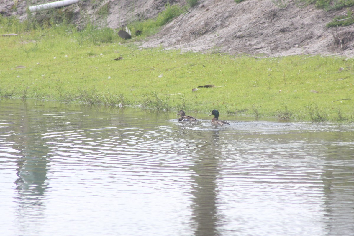 Mallard - ML637555285