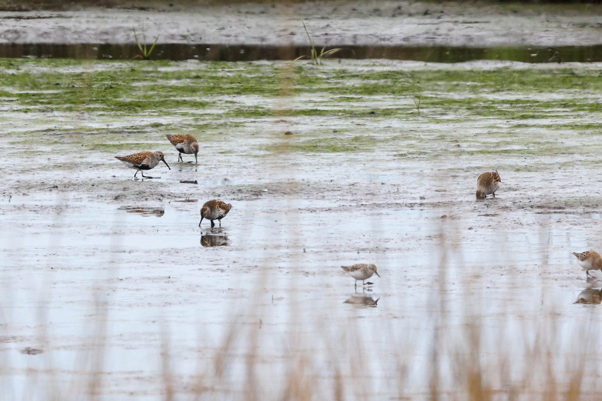 Dunlin - ML637555296