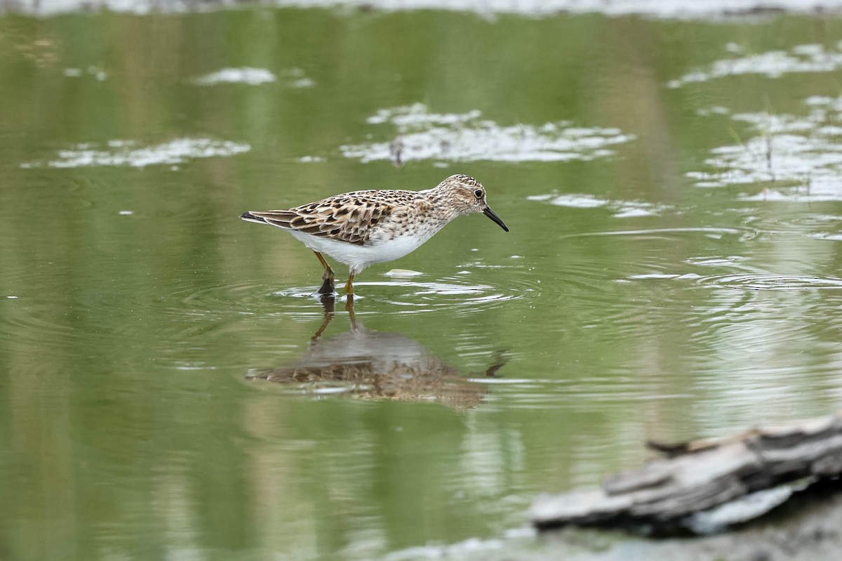 Least Sandpiper - ML637555298