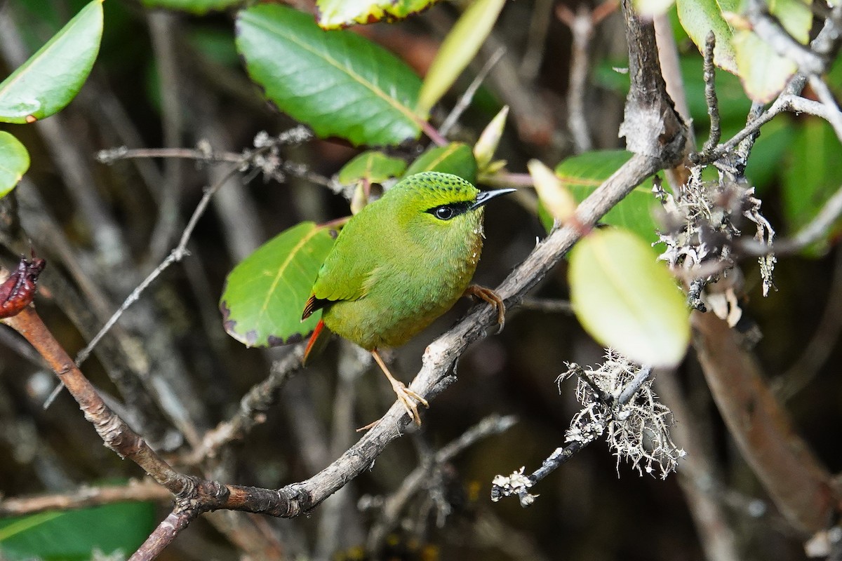 Fire-tailed Myzornis - ML637555299