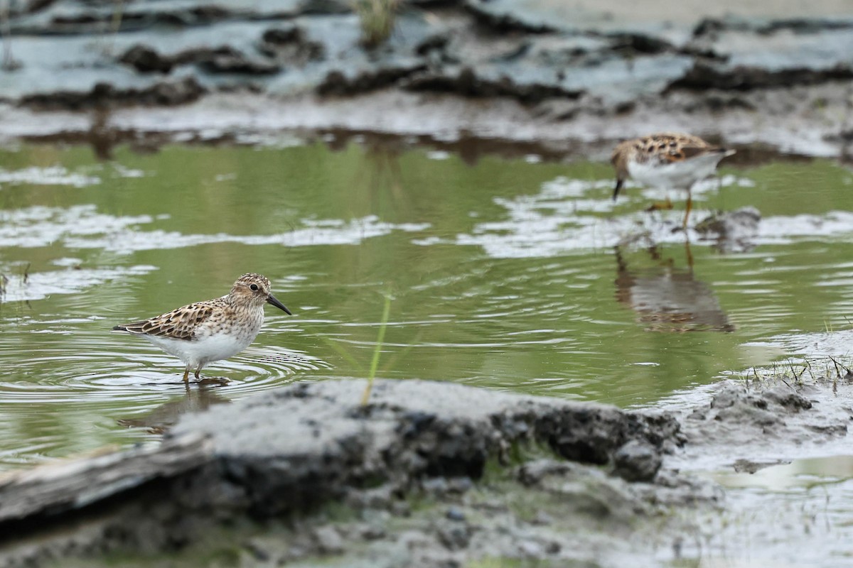 Least Sandpiper - ML637555302