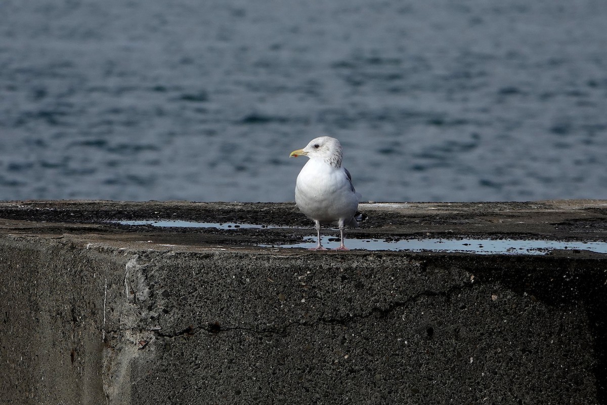 Vega Gull - ML637555354