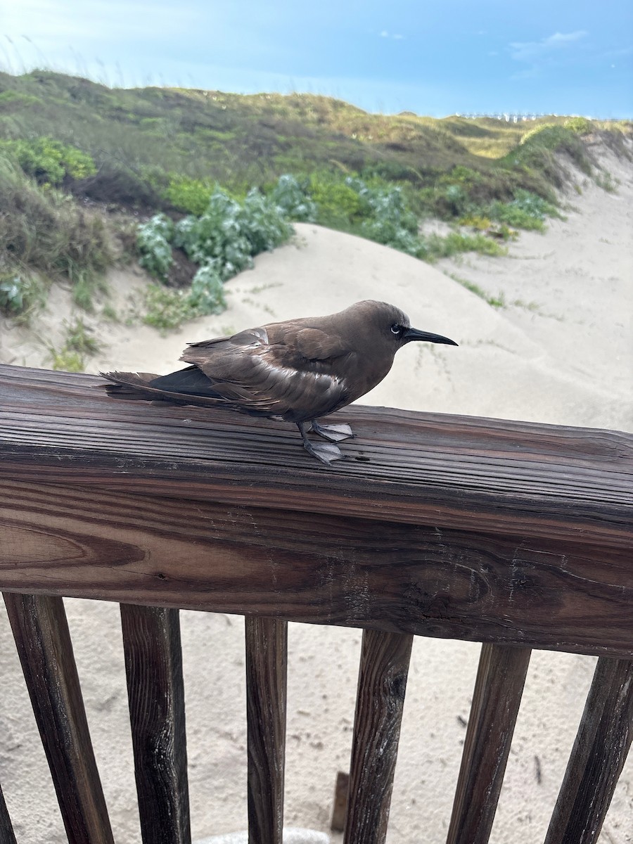 Brown Noddy - ML637555356