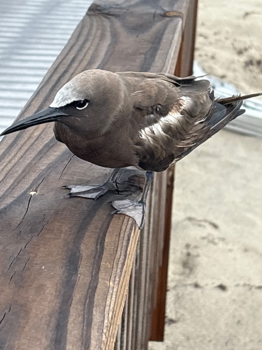 Brown Noddy - ML637555364