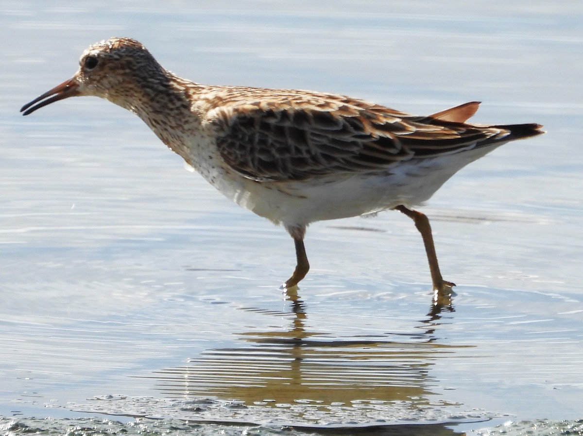 Pectoral Sandpiper - ML637555381