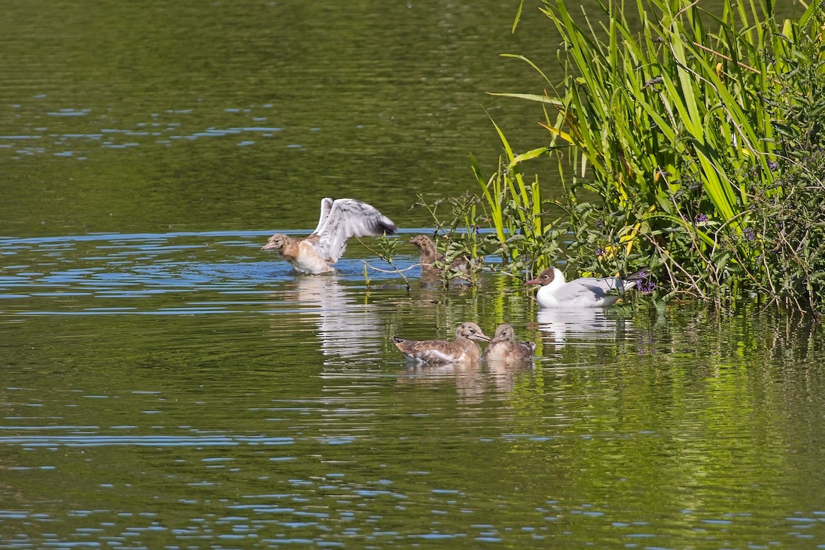 Black-headed Gull - ML637555392