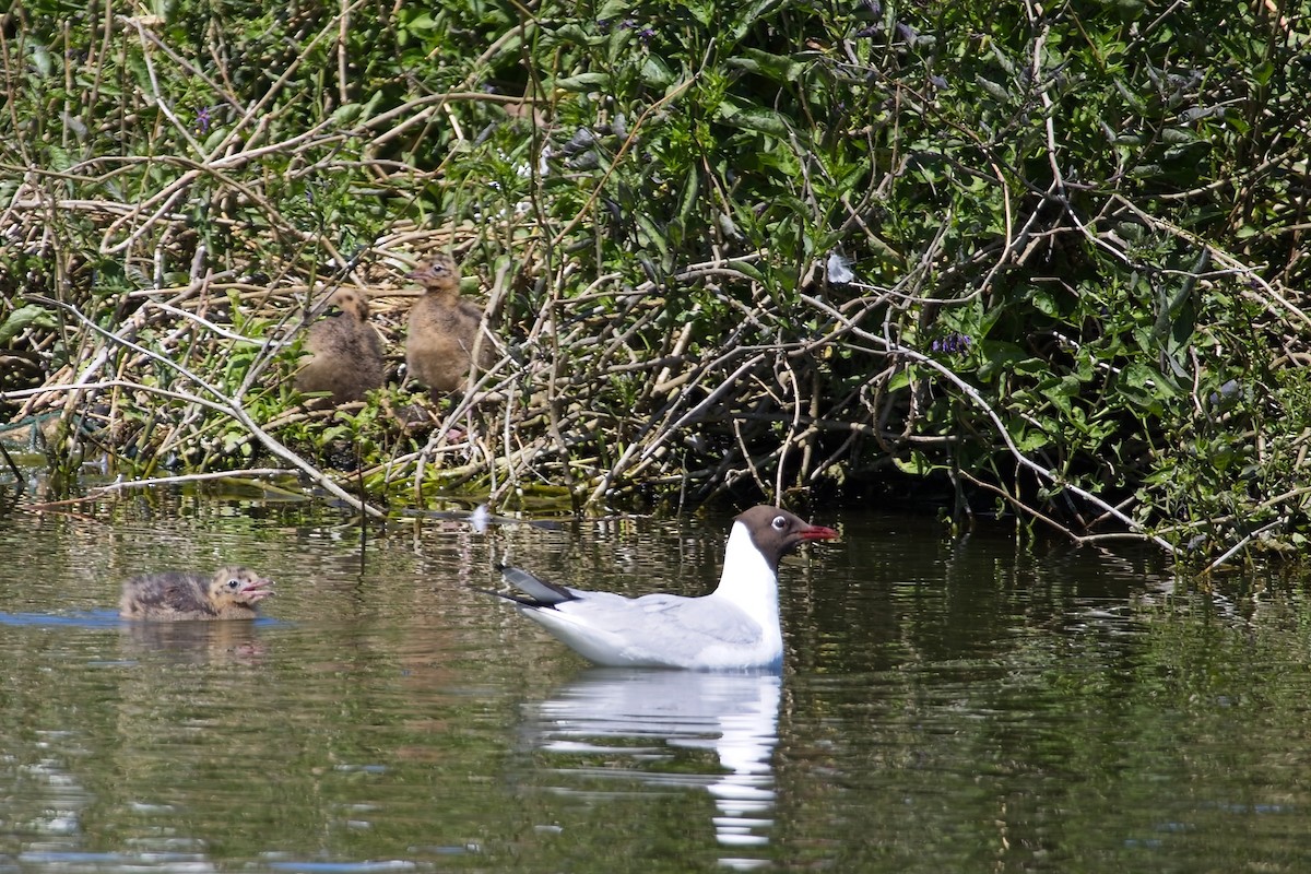 Black-headed Gull - ML637555393
