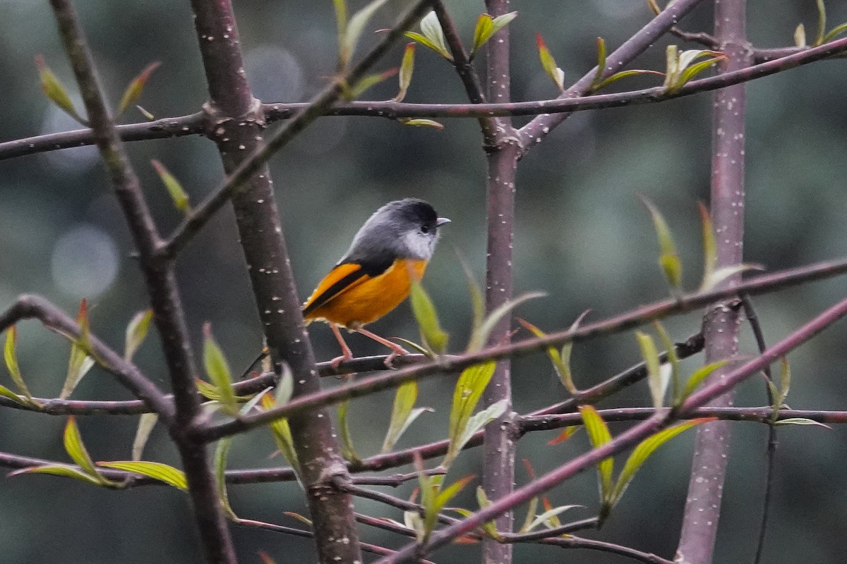 Golden-breasted Fulvetta - ML637555403