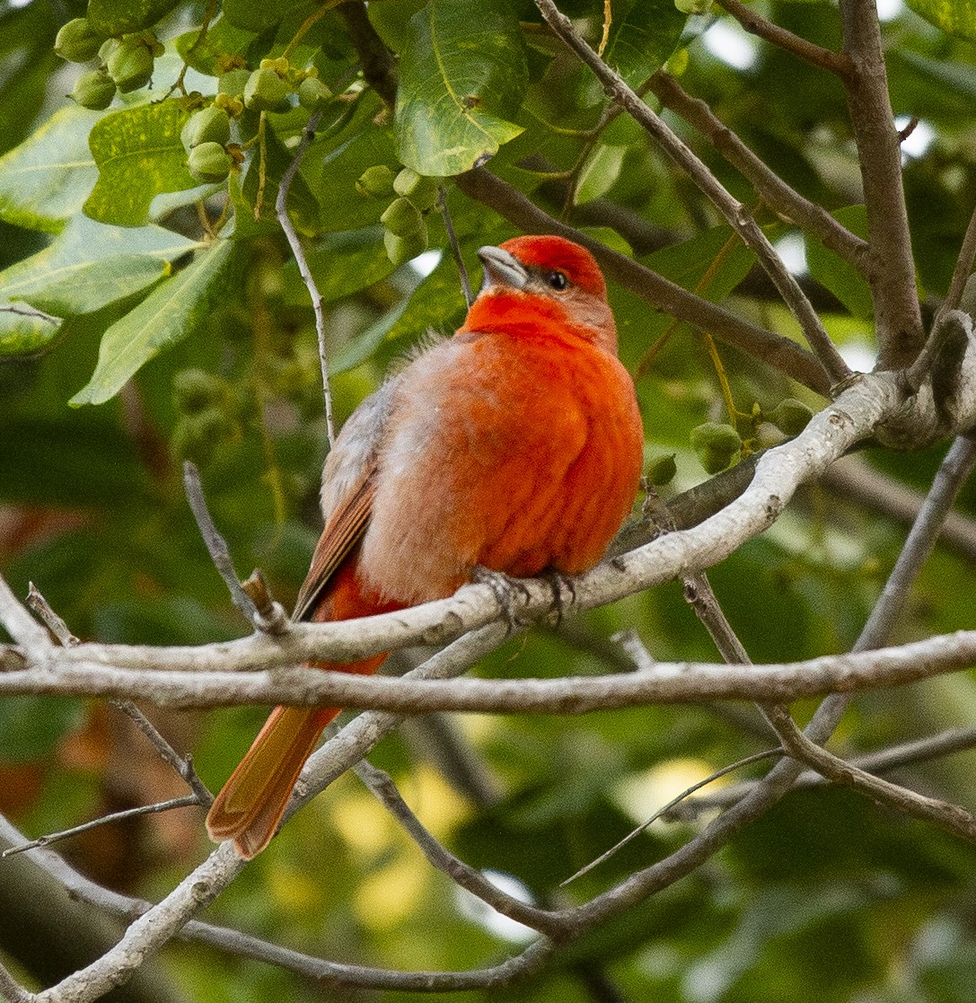 Piranga orangé - ML637555406
