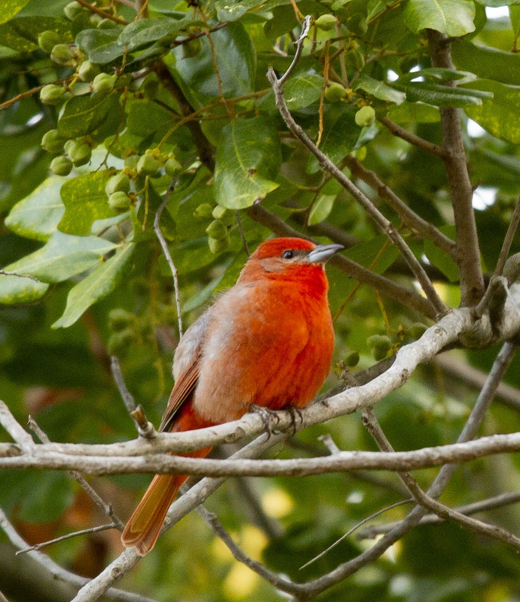 Piranga orangé - ML637555407