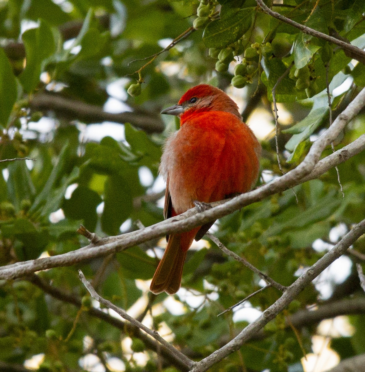 Piranga orangé - ML637555408