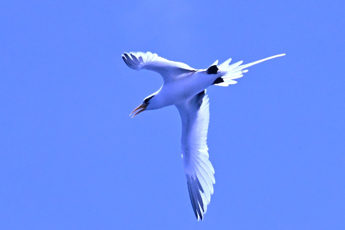 White-tailed Tropicbird - ML637555420