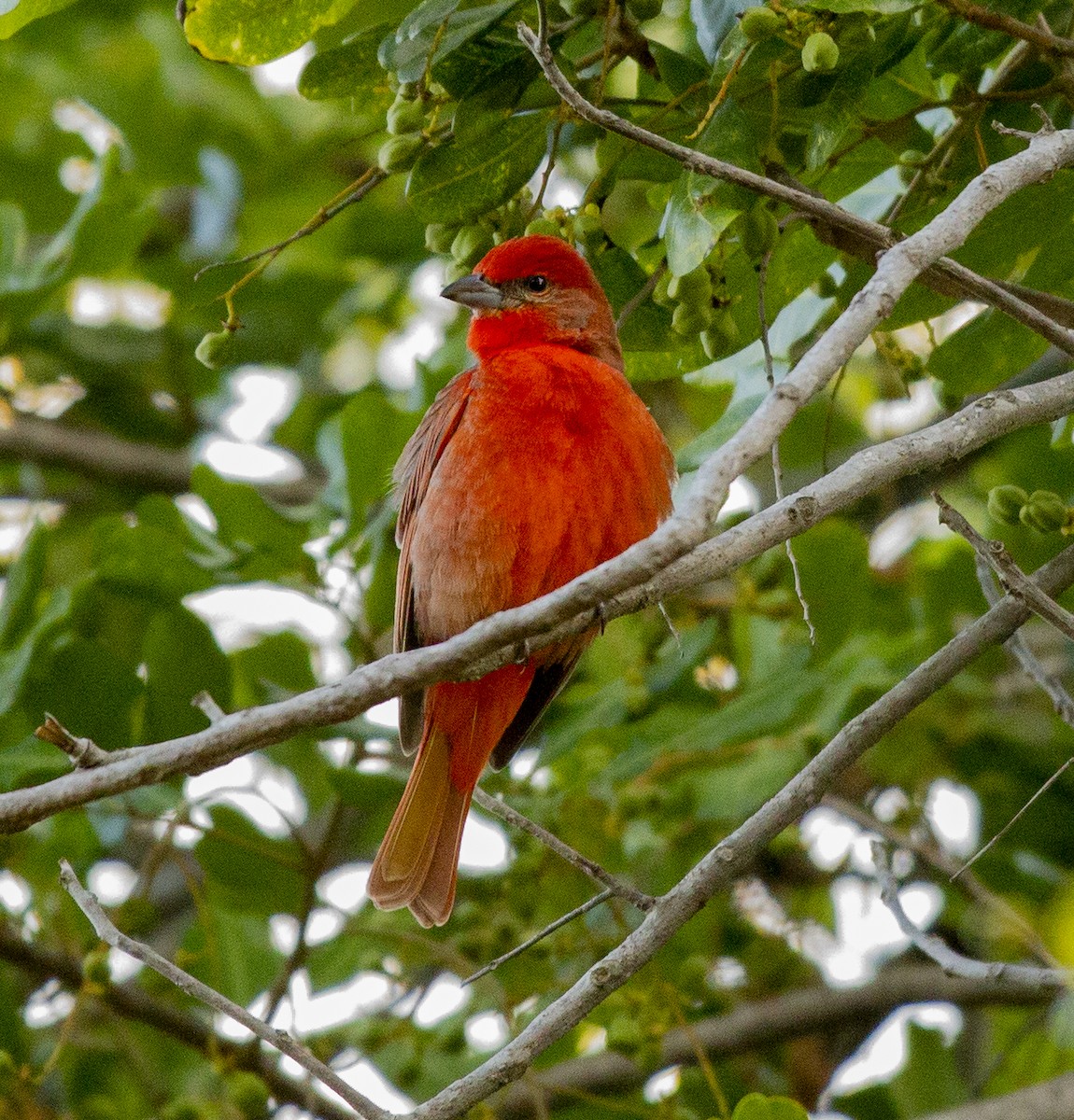 Piranga orangé - ML637555450