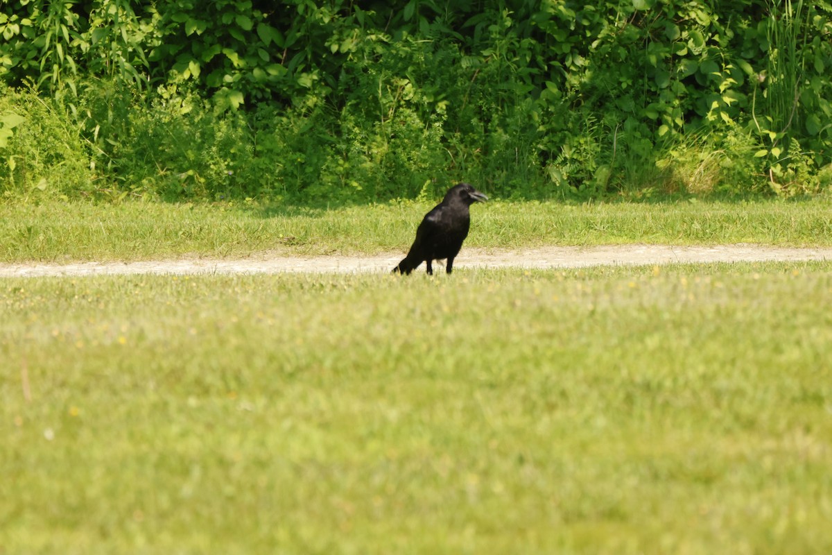 American Crow - ML637555468