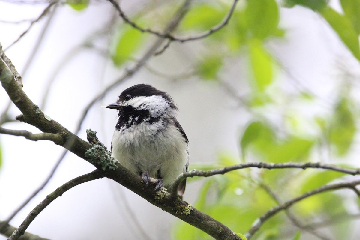 Black-capped Chickadee - ML637555473