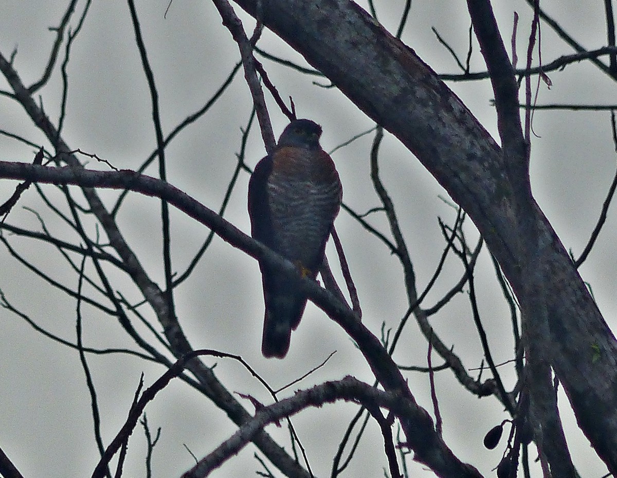 Double-toothed Kite - ML637555537
