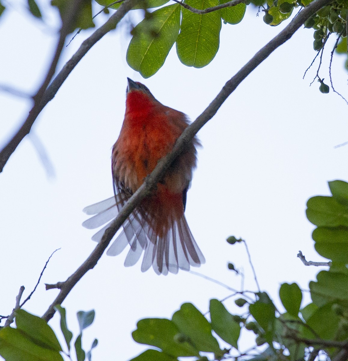 Piranga orangé - ML637555578
