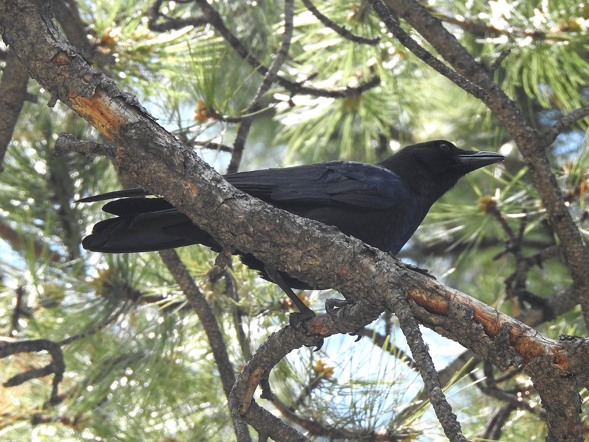 American Crow - ML637555593