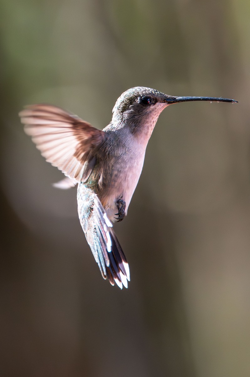 Costa's Hummingbird - ML637555605