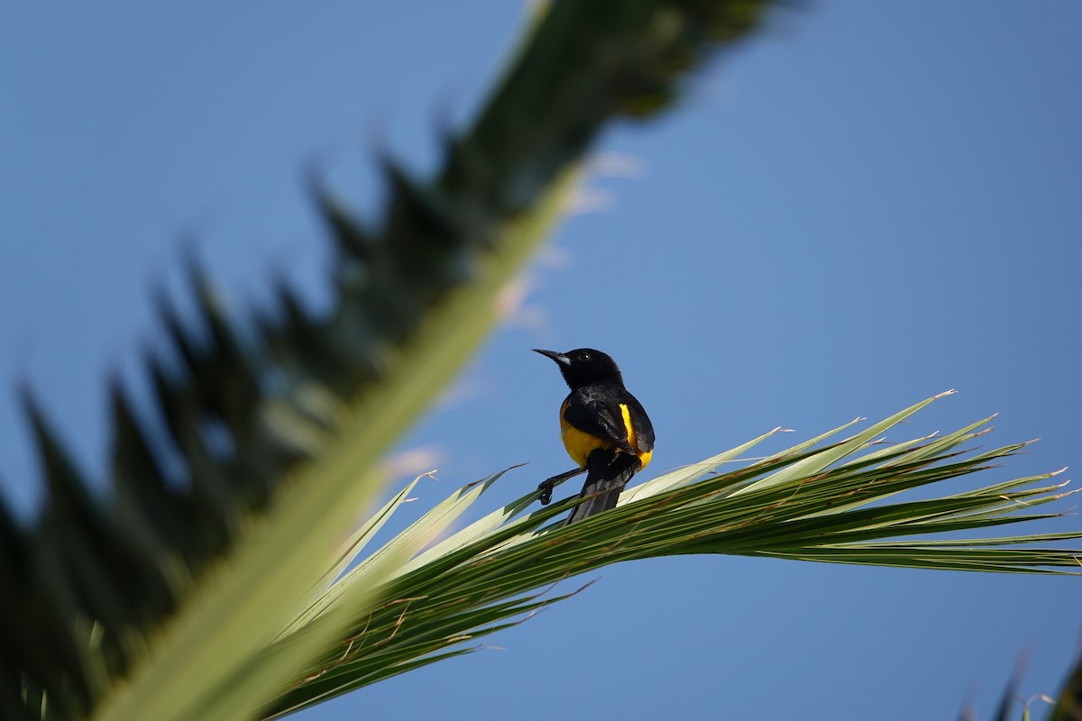 Black-vented Oriole - ML637555607