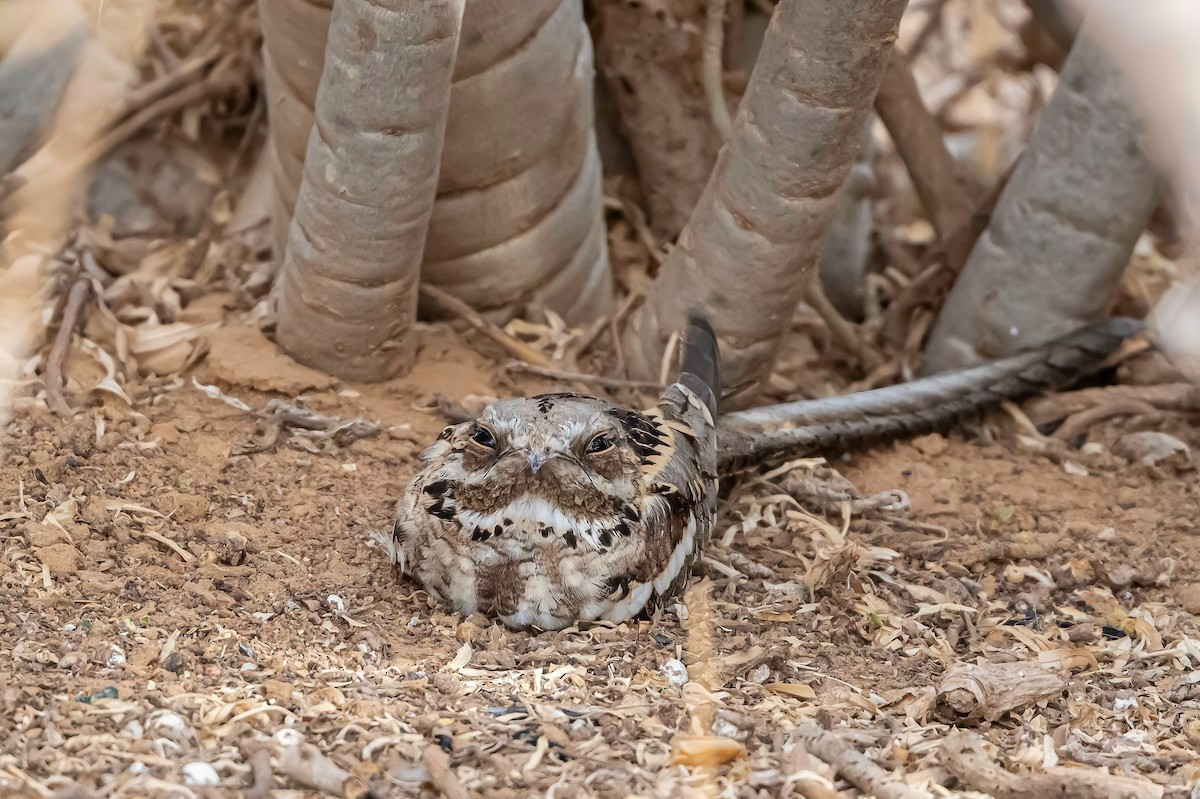 Long-tailed Nightjar - ML637555621