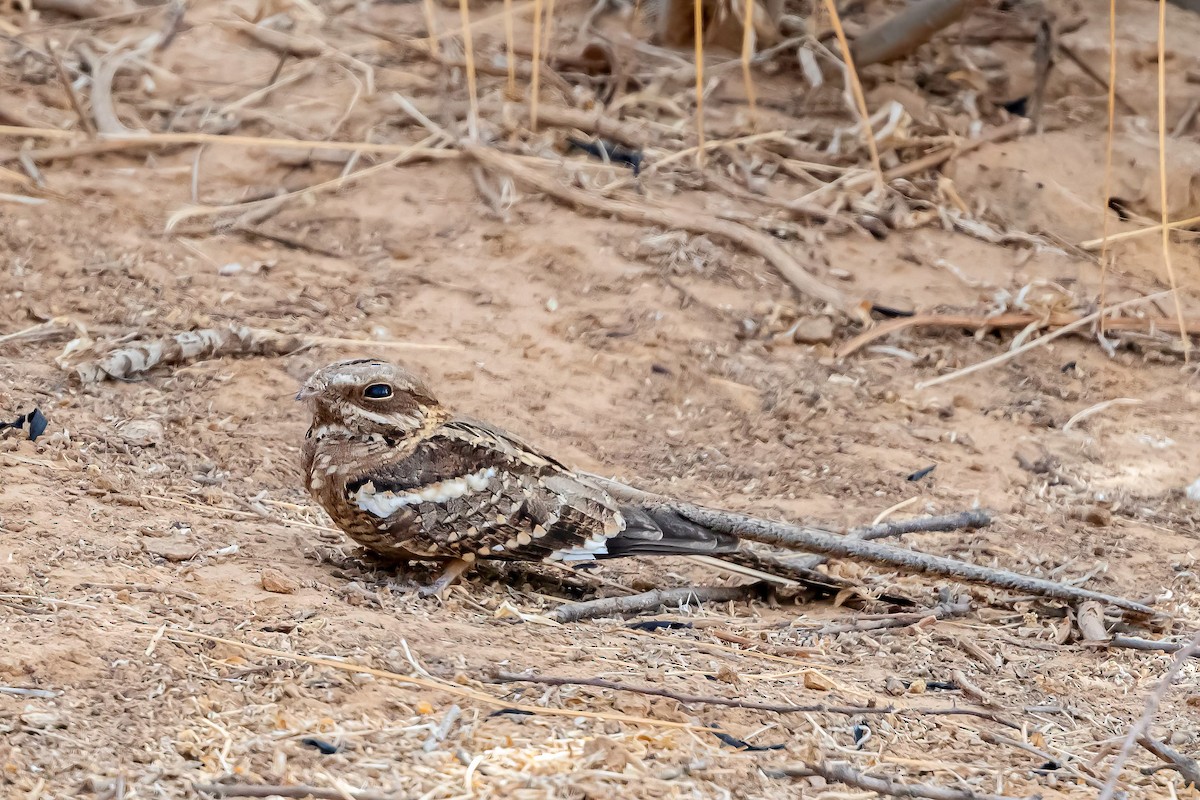 Long-tailed Nightjar - ML637555622