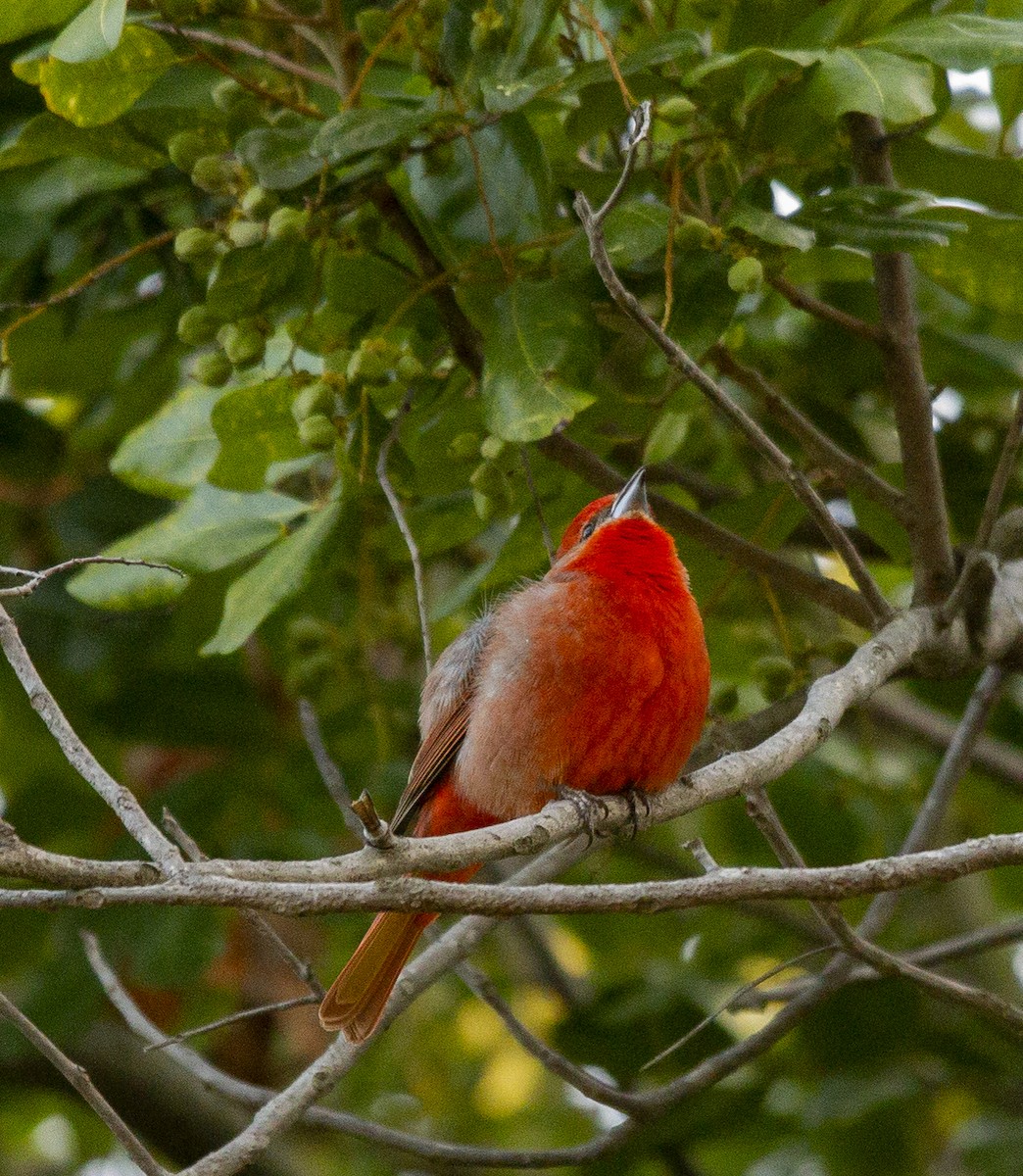Piranga orangé - ML637555632