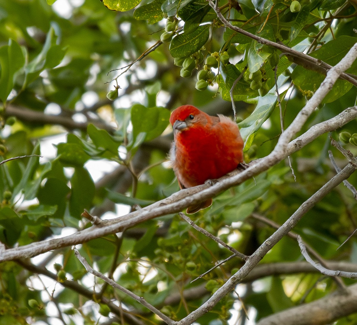 Piranga orangé - ML637555635
