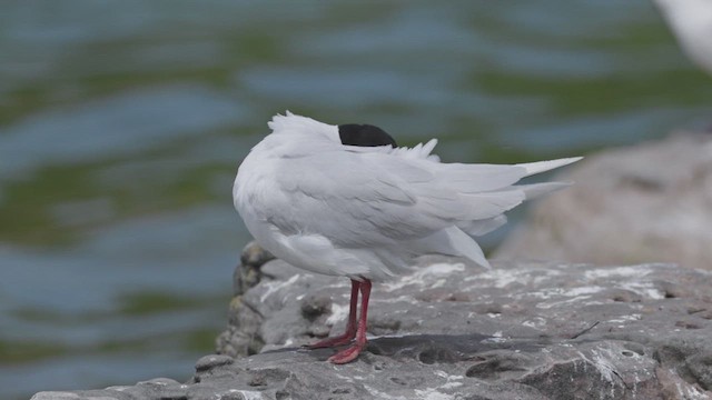 Mediterranean Gull - ML637555640