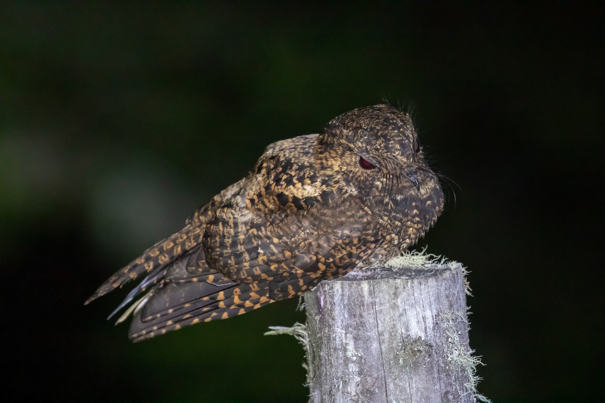 Dusky Nightjar - ML637555662