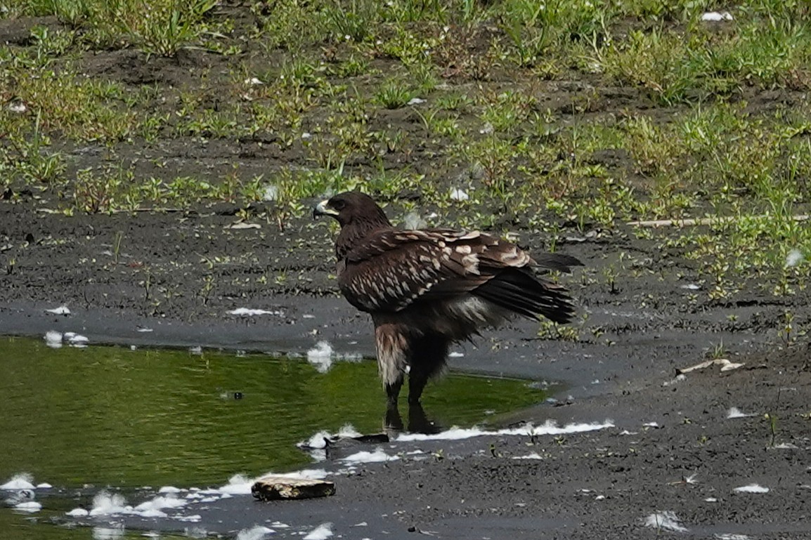 Greater Spotted Eagle - ML637555667