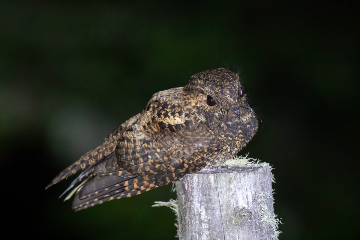 Dusky Nightjar - ML637555669