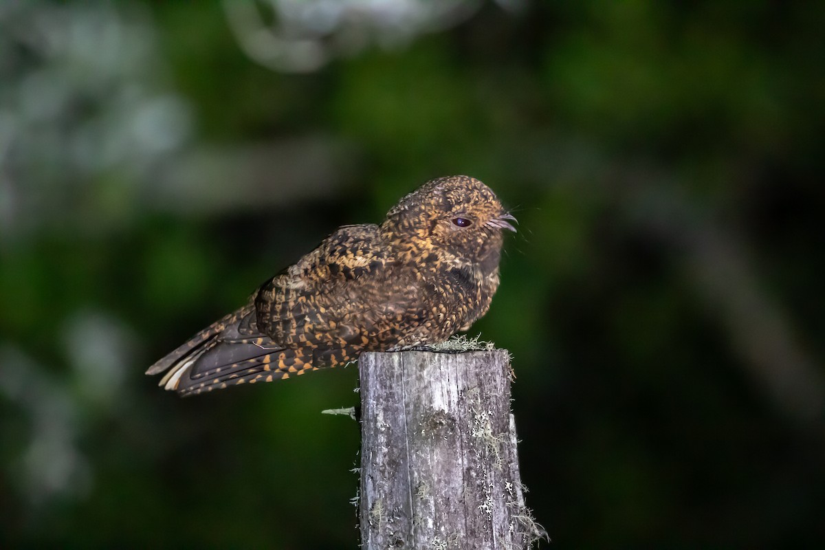 Dusky Nightjar - ML637555675