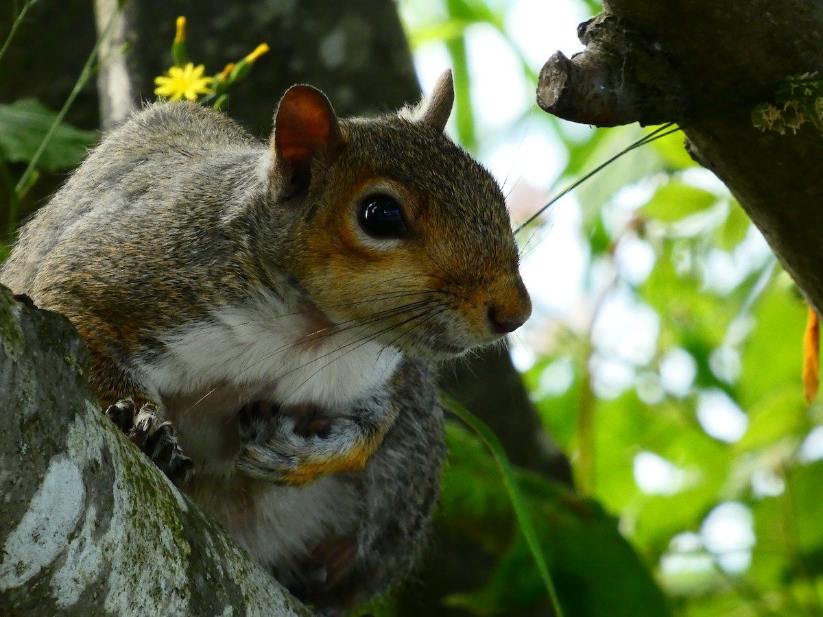 ML637555698 - Squirrels - Macaulay Library