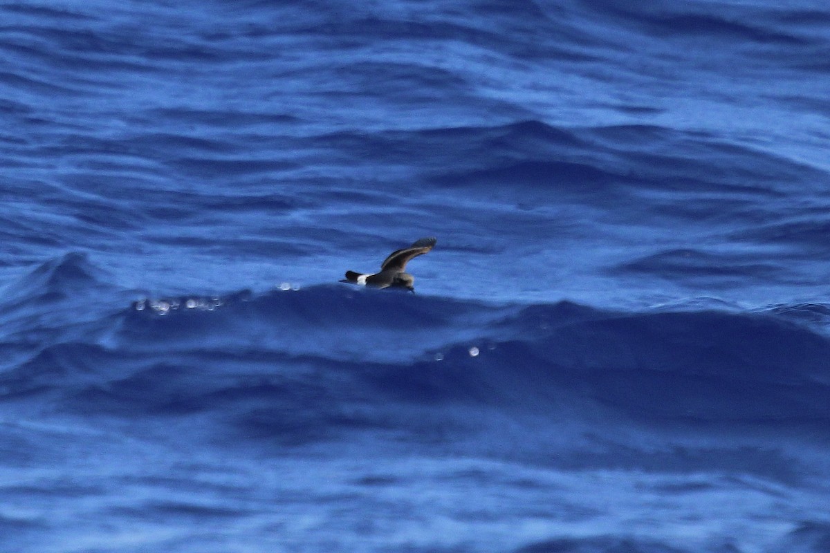Leach's Storm-Petrel - ML637555702